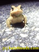 /home//u458753944/public_html/sourcegallery/////Roxborough Toad Detour/2024/2024-02-28/P2281328.JPG